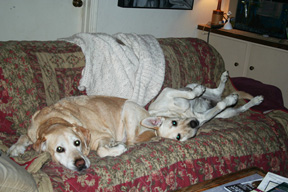 photo of dog