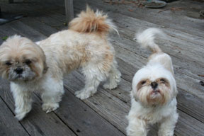 photo of dog