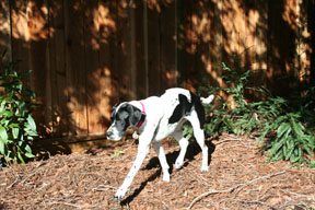 photo of dog