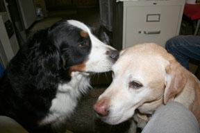 photo of dog