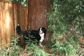 photo of dog