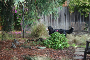 photo of dog